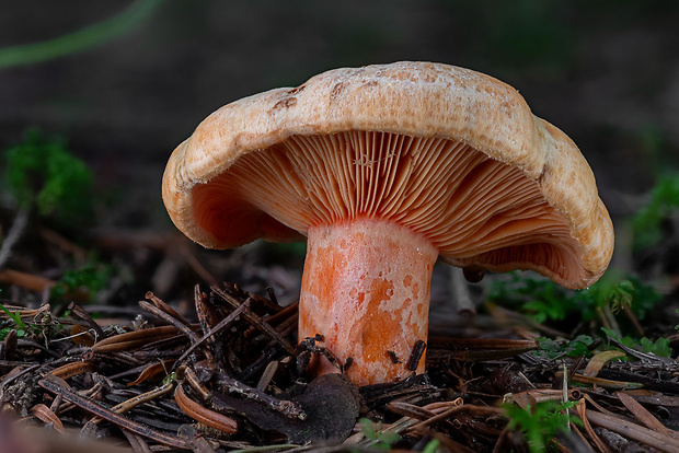 rýdzik jedľový Lactarius salmonicolor R. Heim & Leclair