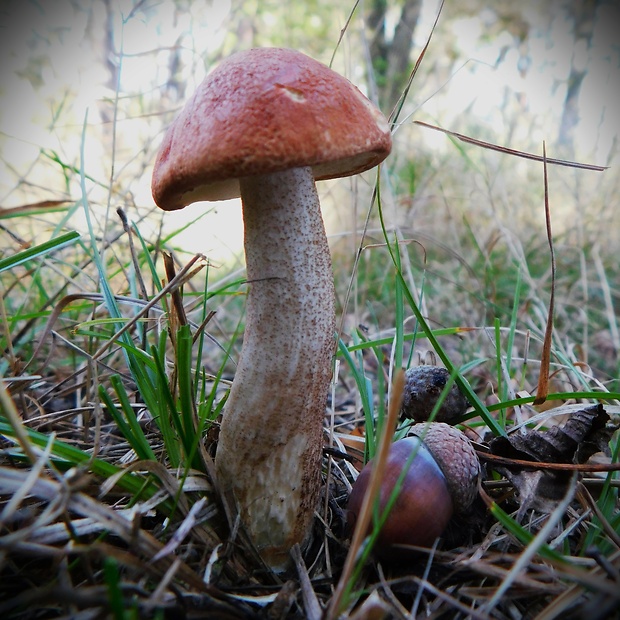 kozák dubový Leccinum aurantiacum (Bull.) Gray