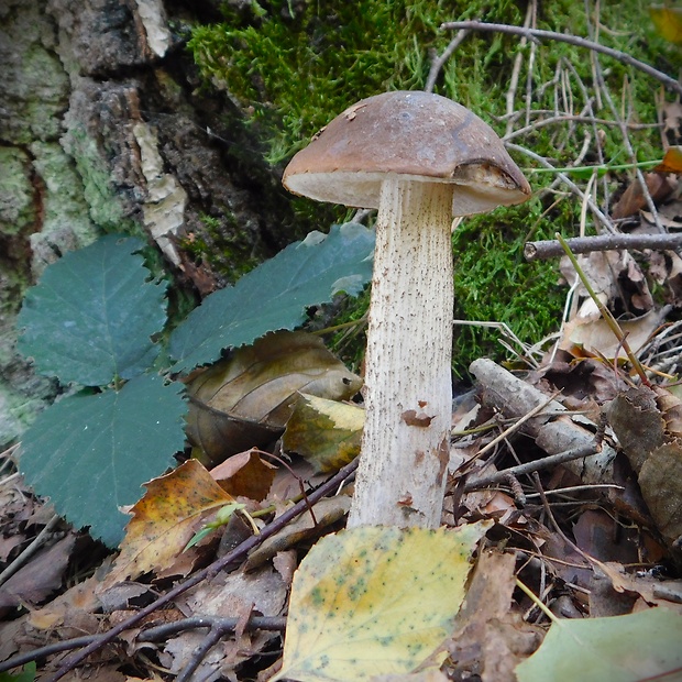 kozák brezový Leccinum scabrum (Bull.) Gray