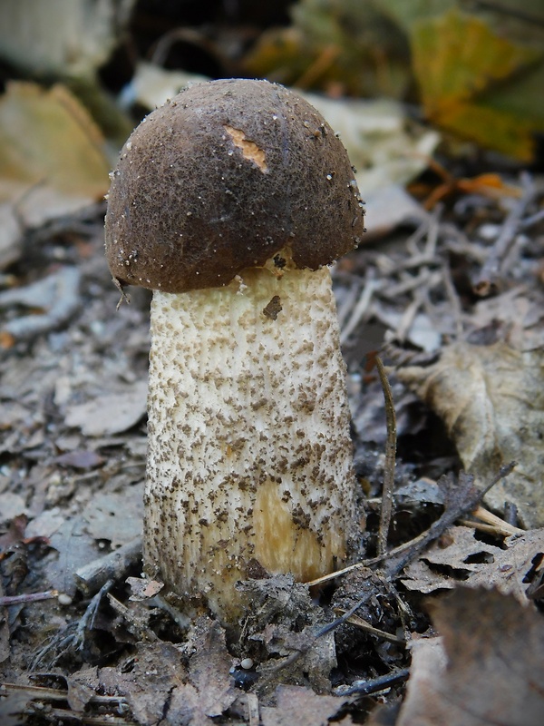 kozák brezový Leccinum scabrum (Bull.) Gray