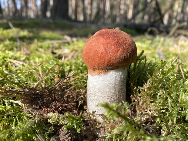 kozák sosnový Leccinum vulpinum Watling