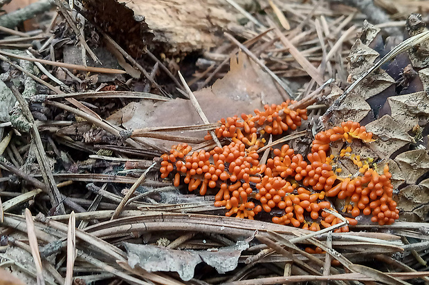 leskloplodka krehká Leocarpus fragilis (Dicks.) Rostaf.