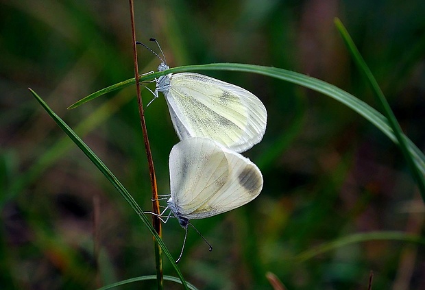 mlynárik hrachorový (sk) / bělásek hrachorový (cz) Leptidea sinapis (Linnaeus, 1758)