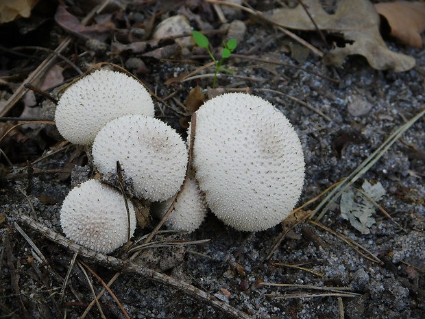 prášnica bradavičnatá Lycoperdon perlatum Pers.