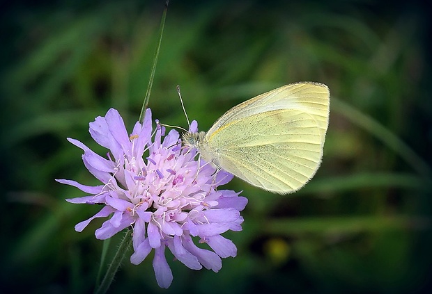 mlynárik repový (sk) / bělásek řepový (cz) Pieris rapae (Linnaeus, 1758)