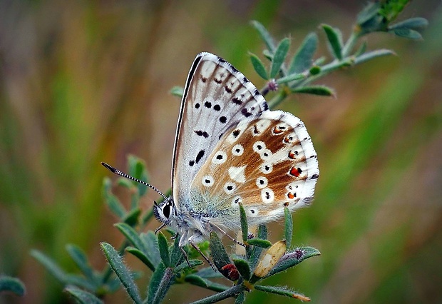 modráčik vikový (sk) / modrásek vikvicový (cz) Polyommatus coridon (Poda, 1761)