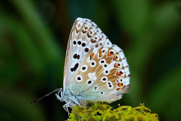 modráčik vikový (sk) / modrásek vikvicový (cz) Polyommatus coridon (Poda, 1761)