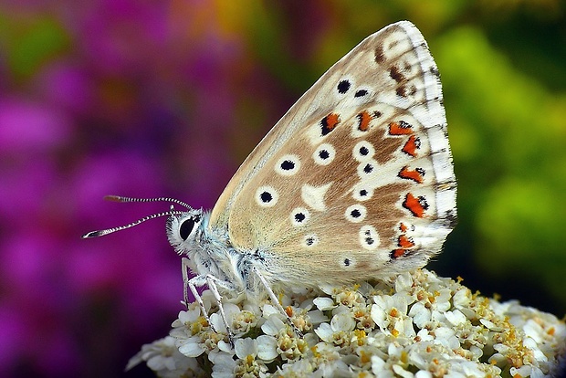 modráčik vikový (sk) / modrásek vikvicový (cz) Polyommatus coridon