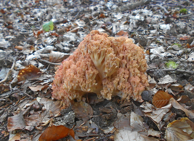 strapačka koralovitá Ramaria botrytis (Pers.) Ricken