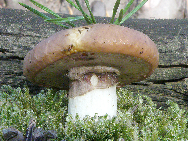 masliak obyčajný Suillus luteus (L.) Roussel