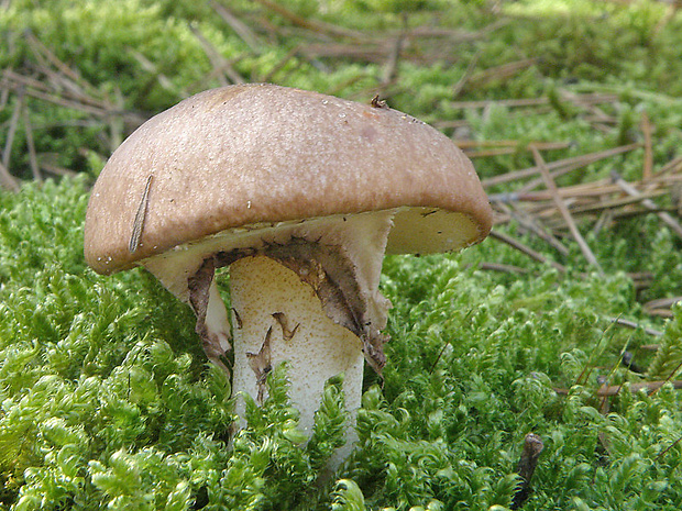 masliak obyčajný Suillus luteus (L.) Roussel