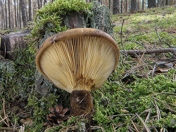 čechračka tmavohlúbiková Tapinella atrotomentosa (Batsch) Šutara