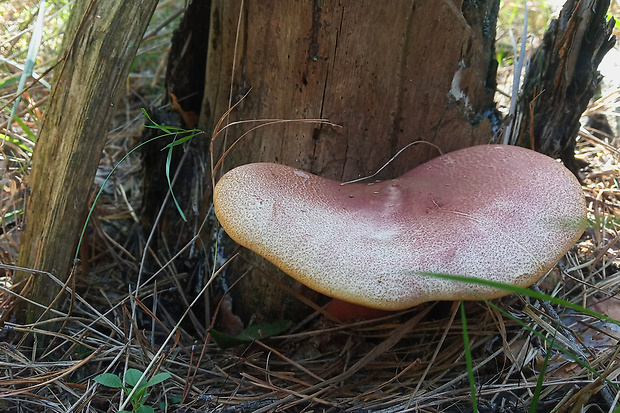 čírovec červenožltý Tricholomopsis rutilans (Schaeff.) Singer