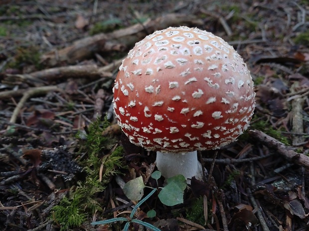 muchotrávka červená Amanita muscaria (L.) Lam.