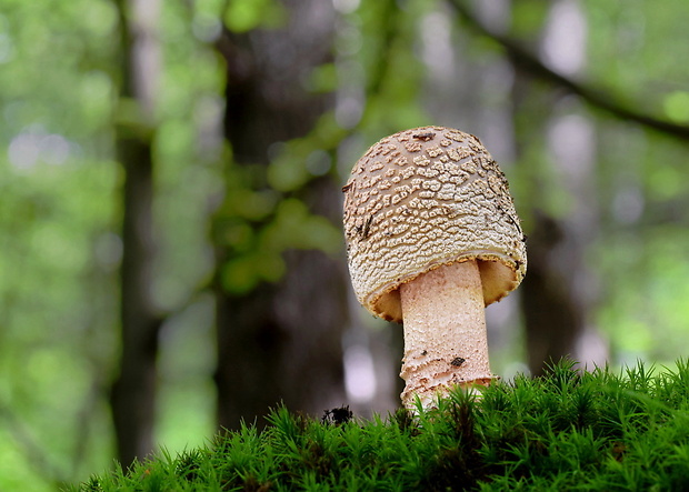 muchotrávka červenkastá Amanita rubescens Pers.