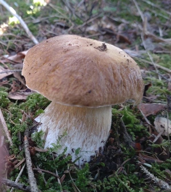 hríb smrekový Boletus edulis Bull.