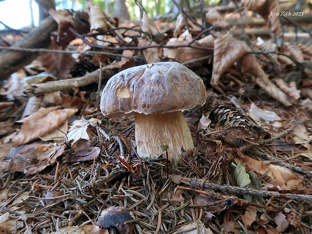 hríb smrekový Boletus edulis Bull.