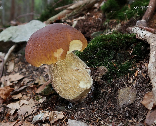 hríb smrekový Boletus edulis Bull.