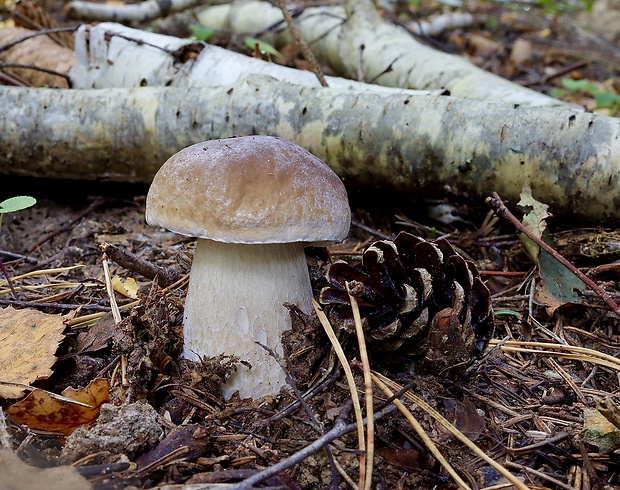 hríb smrekový Boletus edulis Bull.