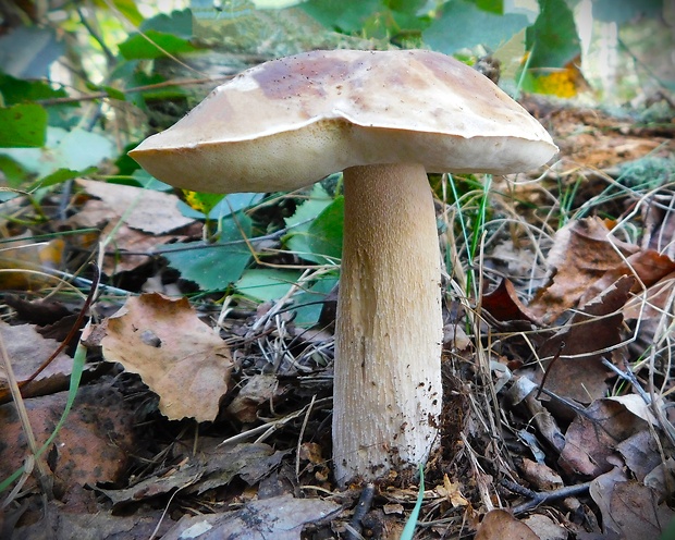 hríb smrekový Boletus edulis Bull.