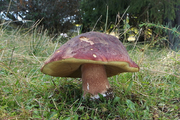 hríb sosnový Boletus pinophilus Pil. et Dermek in Pil.