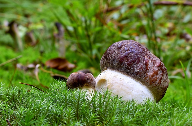 hríb sosnový Boletus pinophilus Pil. et Dermek in Pil.