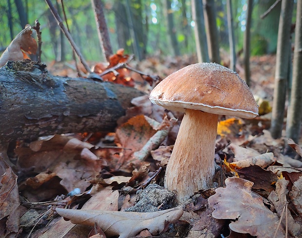 hríb dubový Boletus reticulatus Schaeff.