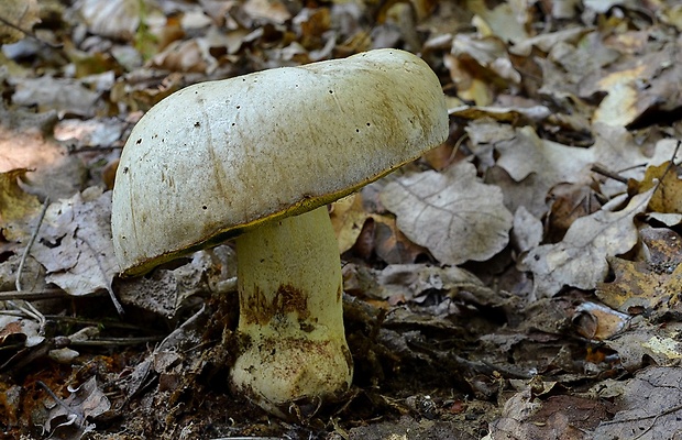 hríb striebristý Butyriboletus fechtneri (Velen.) D. Arora & J.L. Frank