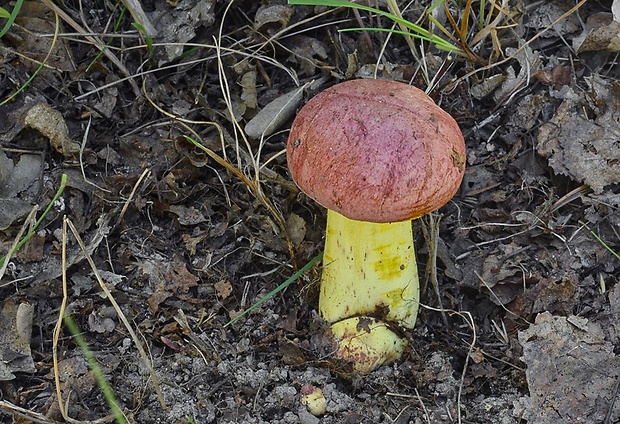 hríb kráľovský Butyriboletus regius (Krombh.) D. Arora & J.L. Frank