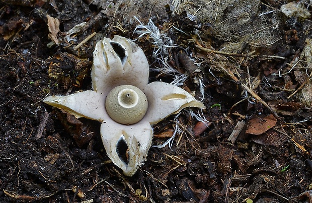 hviezdovka fľaškovitá Geastrum lageniforme Vittad.