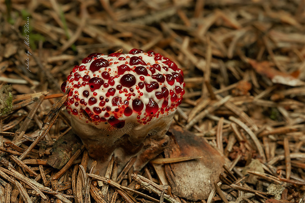 jelenkovka pálčivá Hydnellum peckii Banker