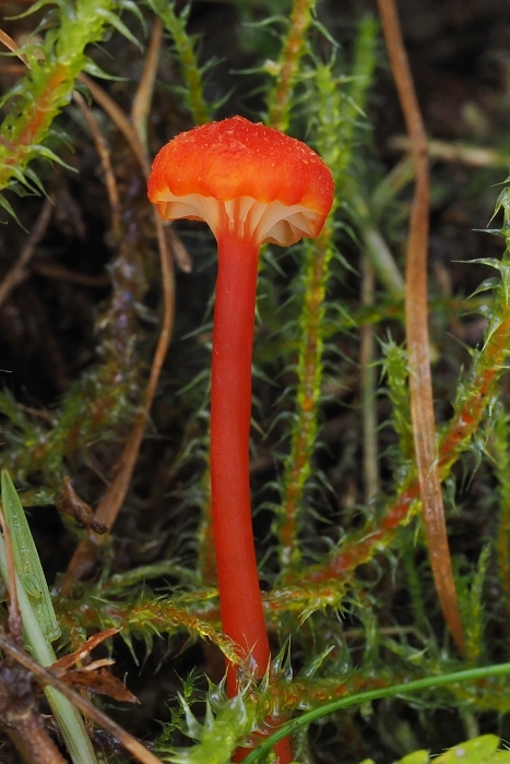 lúčnica kuriatkovitá Hygrocybe lepida Arnolds