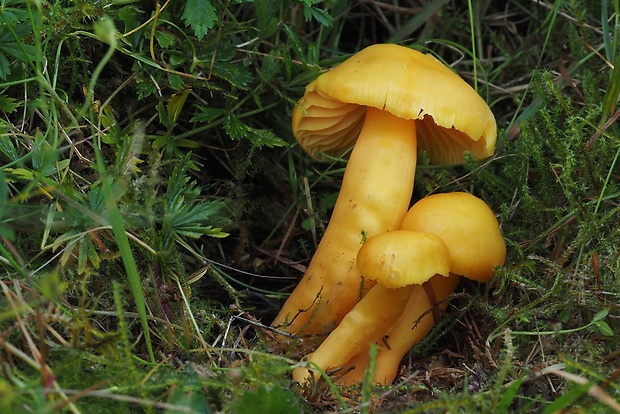 lúčnica páchnuca Hygrocybe quieta (Kühner) Singer