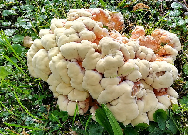 sírovec obyčajný Laetiporus sulphureus (Bull.) Murrill