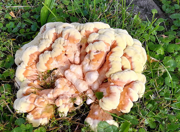 sírovec obyčajný Laetiporus sulphureus (Bull.) Murrill