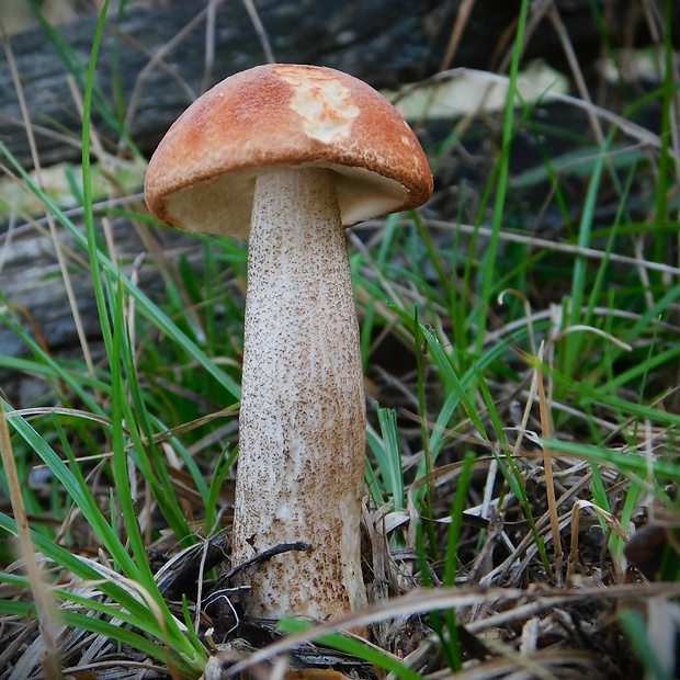 kozák Leccinum sp.