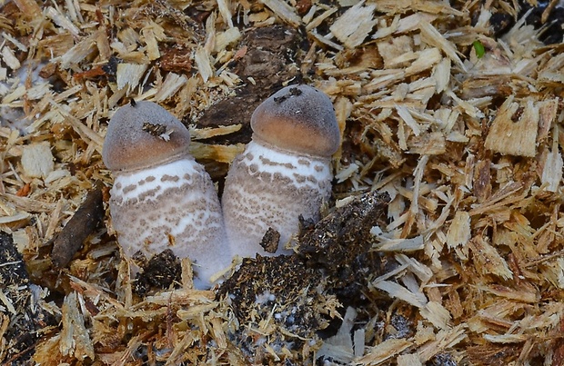 bedľovec Bresadolov Leucoagaricus americanus (Peck) Vellinga