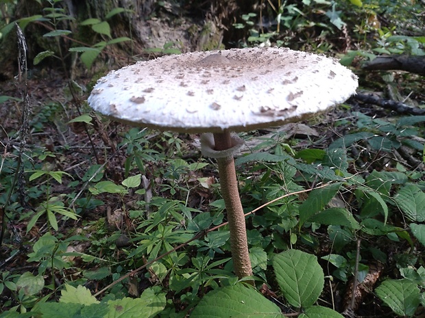 bedľa vysoká Macrolepiota procera (Scop.) Singer