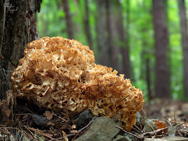 kučierka veľká Sparassis crispa (Wulfen) Fr.