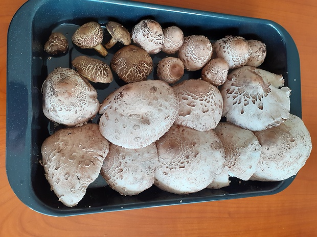 bedľa vysoká Macrolepiota procera (Scop.) Singer