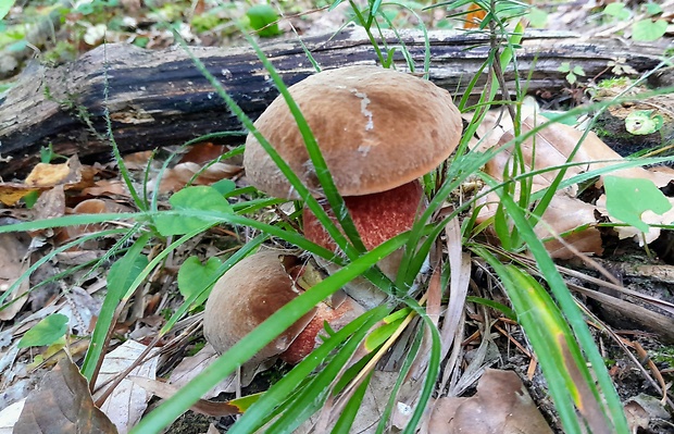 hríb zrnitohlúbikový Sutorius luridiformis (Rostk.) G. Wu & Zhu L. Yang