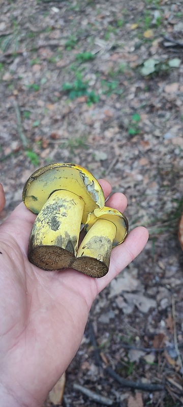 hríb zrnitohlúbikový odfarbený Neoboletus xanthopus (Quél.) Krieglst.