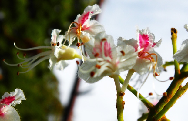 pagaštan konský Aesculus hippocastanum L.