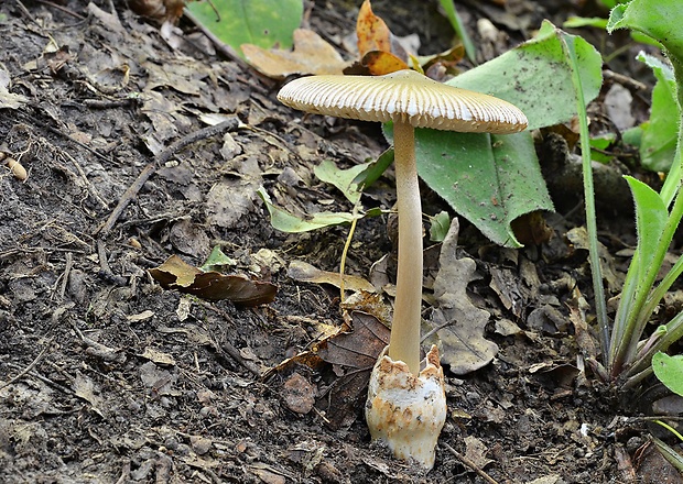 muchotrávka umbrovožltá Amanita battarrae (Boud.) Bon