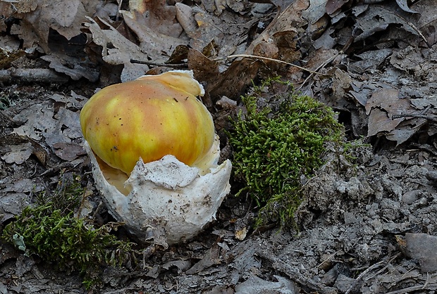 muchotrávka cisárska Amanita caesarea (Scop.) Pers.