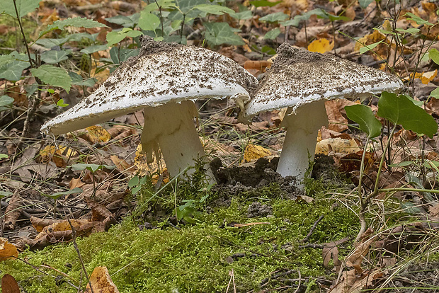 muchotrávka šiškovitá Amanita strobiliformis Gonn. & Rabenh.