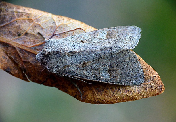 mora smolničková Ammoconia caecimacula