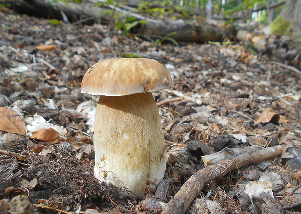 hríb dubový Boletus reticulatus Schaeff.