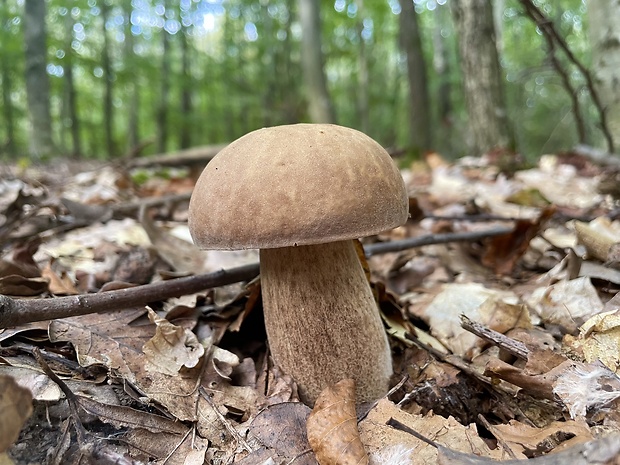 hríb dubový Boletus reticulatus Schaeff.