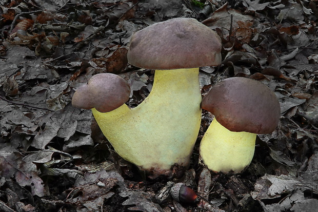 hríb príveskatý Butyriboletus appendiculatus (Schaeff. ex Fr.) Secr.